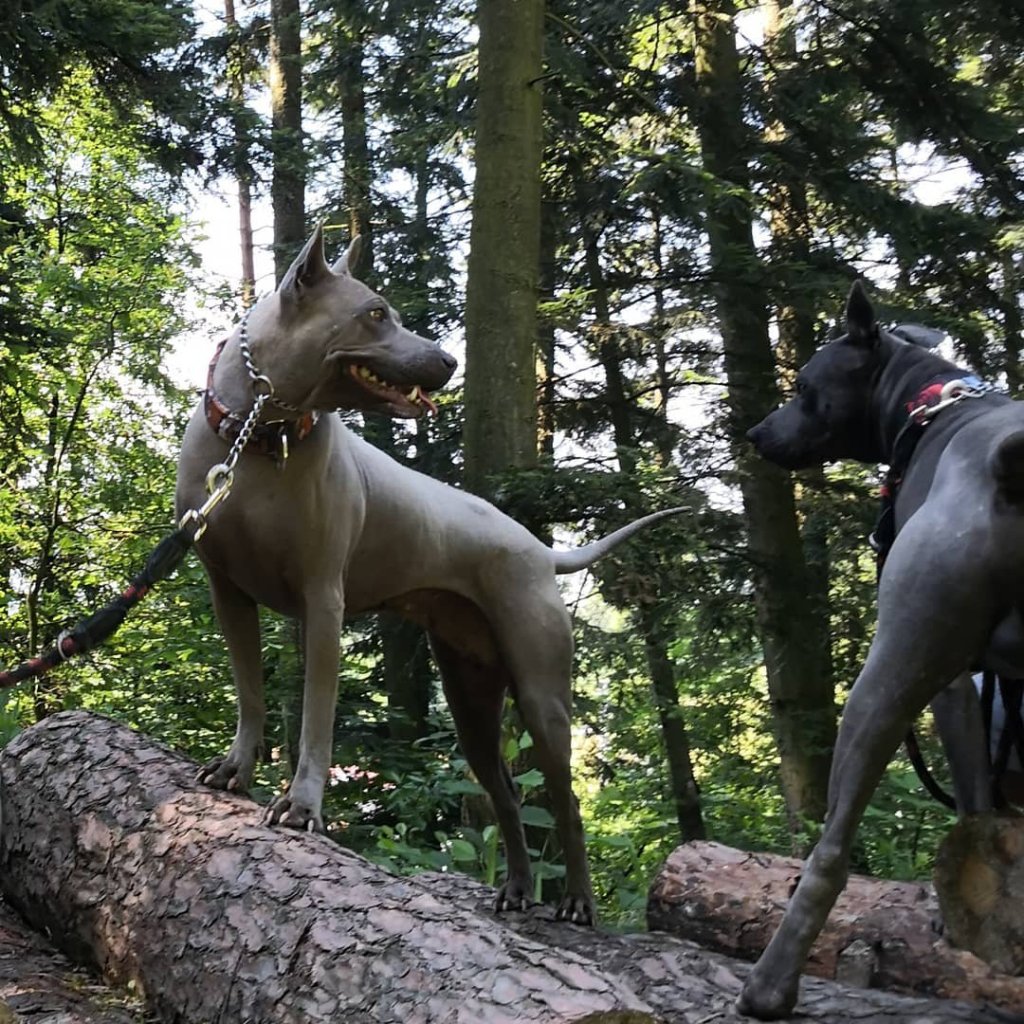 Blue thai Ridgeback Dog, niebieski pies, szary pies, Blue dog, Ridgeback dog