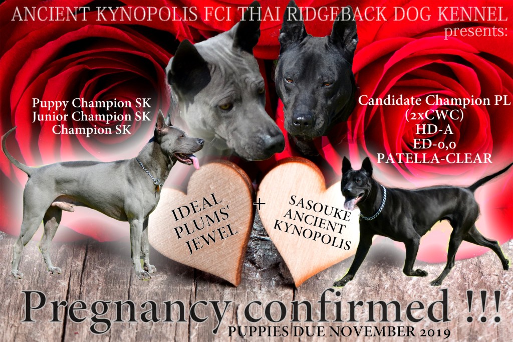 Będziemy mieć szczenięta!!!!