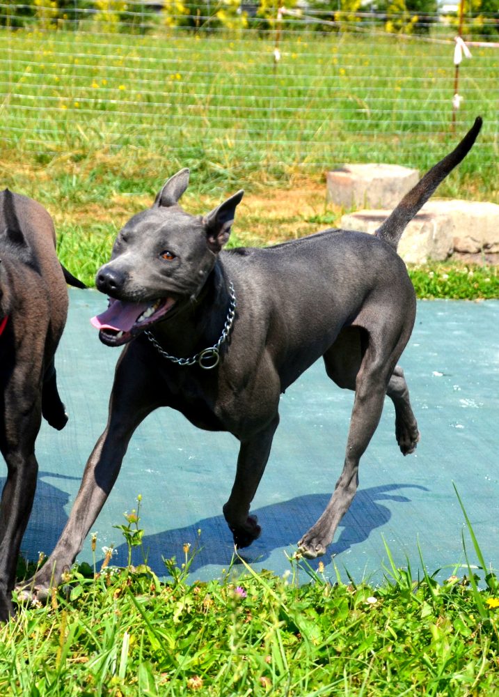 thai ridgebacks