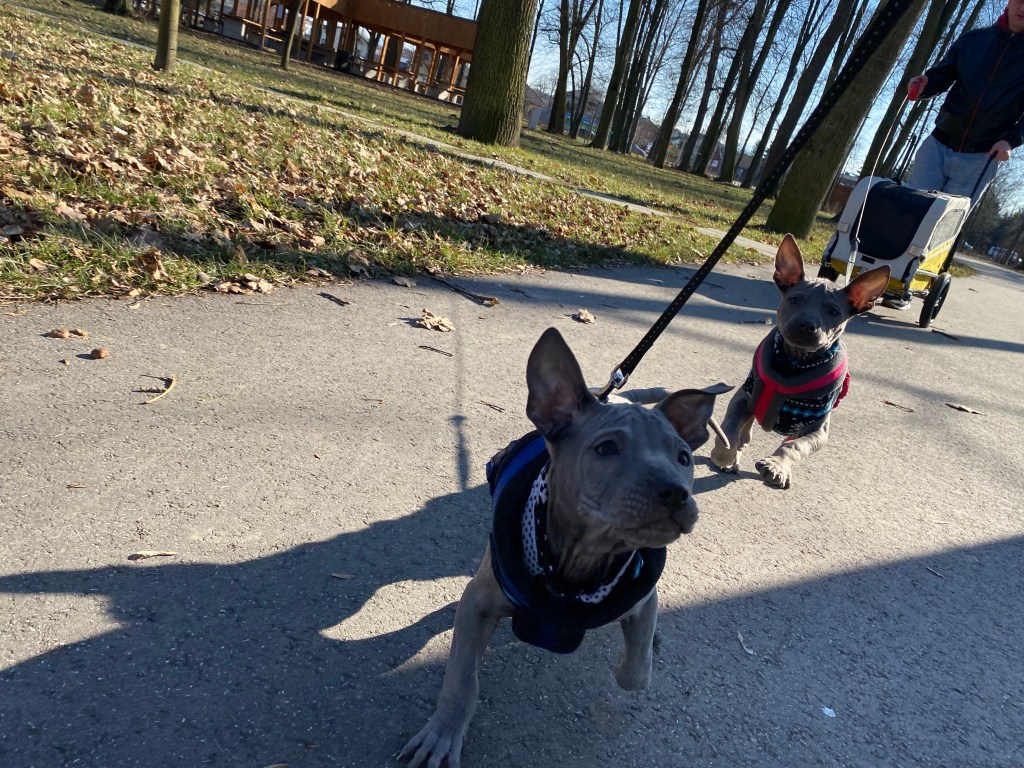Thai Ridgeback Dog szczenięta na&nbsp;spacerku