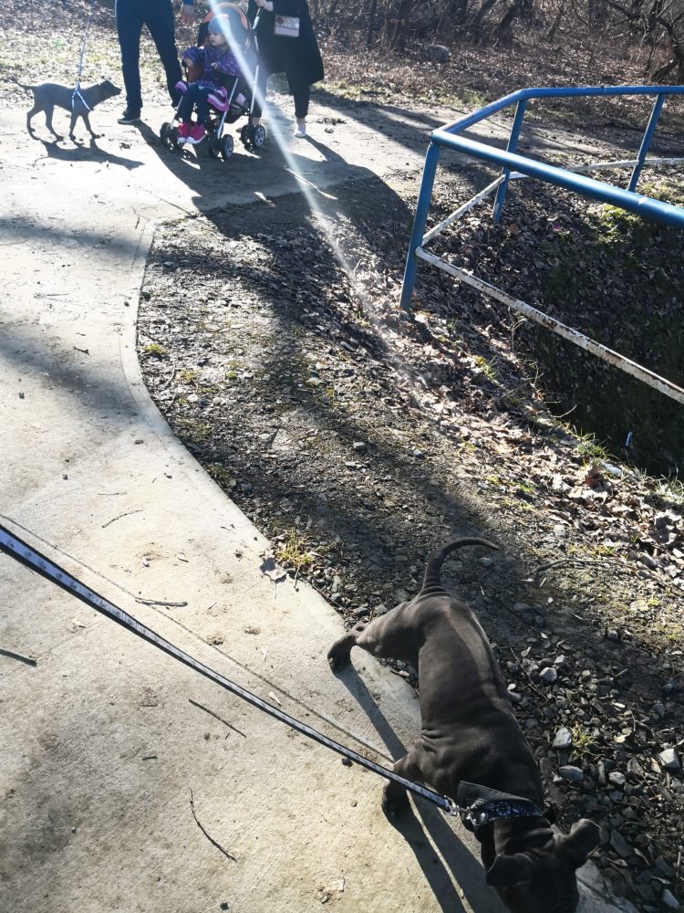 szczenięta thai ridgeback dog