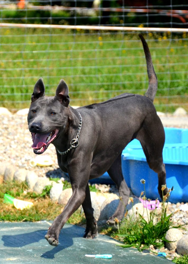 thai ridgebacks