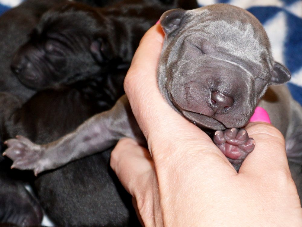 Już są!!! Szczenięta Thai Ridgeback&nbsp;Dog