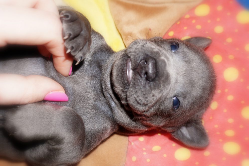 Szczeniaczki Thai Ridgeback Dog (Mashi x&nbsp;Opal)