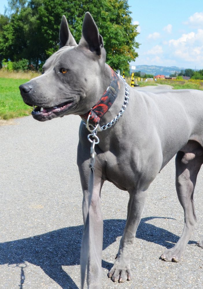 thai ridgeback dog
