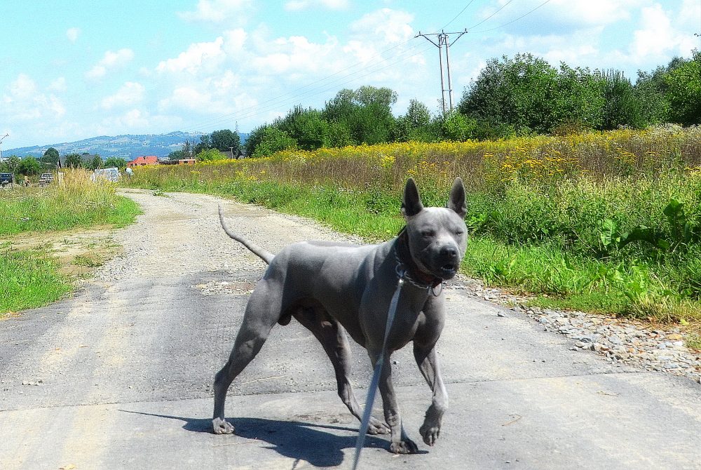 thai ridgeback