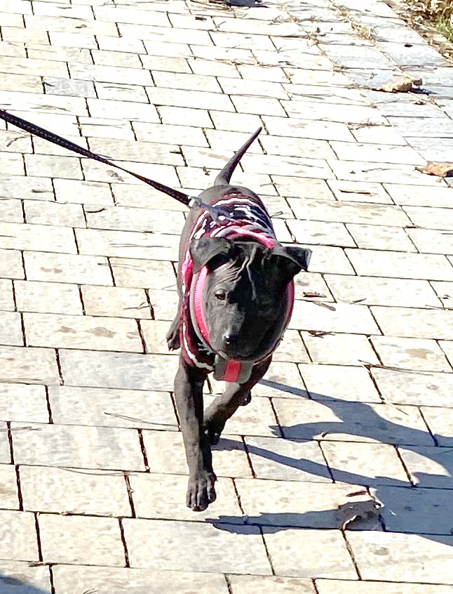 Thai Ridgeback Dog puppy