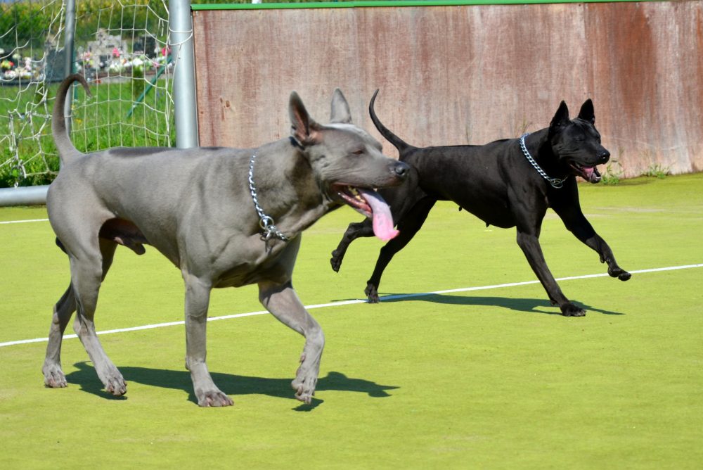 Randka Sasouke &&nbsp;Ideal