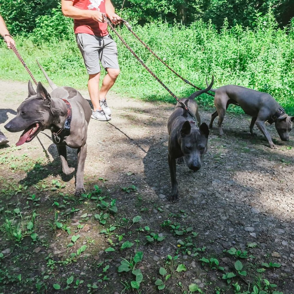 Blue thai Ridgeback Dog, niebieski pies, szary pies, Blue dog, Ridgeback dog