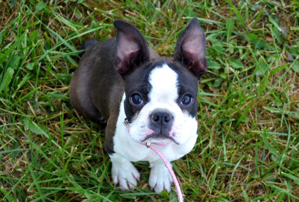 boston terrier puppy