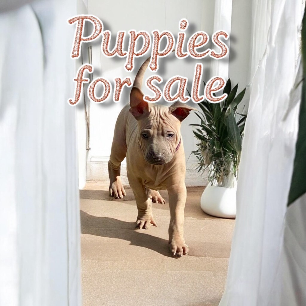 Thai ridgeback szczenięta na sprzedaż